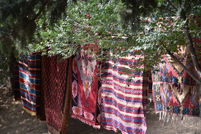 Rugs drying against trees in park