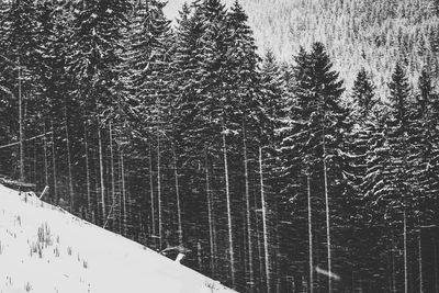 Frozen trees in forest during winter