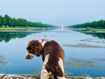 Dog standing at lakeshore