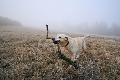 Happy dog playing on meadow. funny labrador runnig with stick in mouth during frosty autumn day.