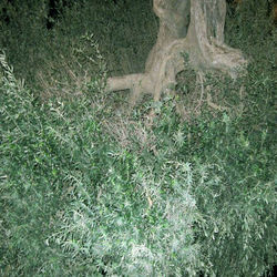 High angle view of grass growing on field