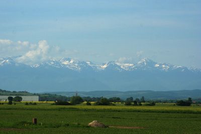 Scenic view of agricultural field against sky