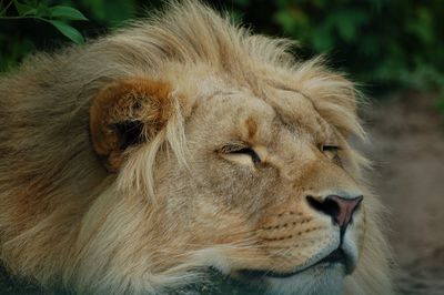 Close-up of lion relaxing on field