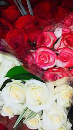 Close-up of red flowers