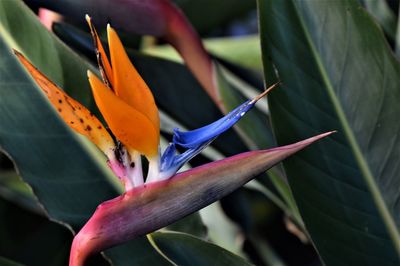 Close-up of flowering bird of paradise plant