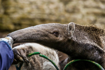 Close-up of an animal