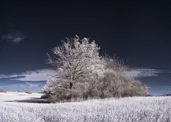 Trees on field against sky during winter