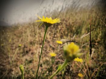 Close-up of yellow flower blooming in field