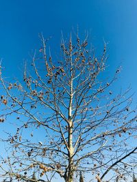 Low angle view of tree branch against blue sky