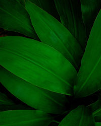 Full frame shot of green leaves