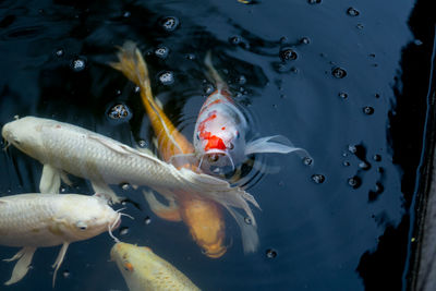 Fish swimming in sea