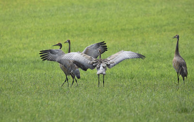 Crane family on grassy field