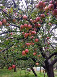 Low angle view of apple tree