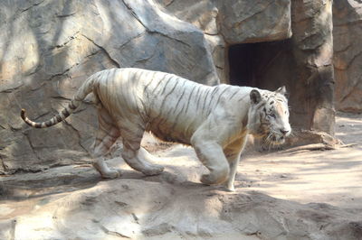 Side view of horse in zoo