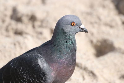 Close-up of pigeon