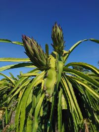 Low angle view of plant against clear blue sky