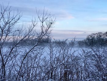 Bare trees against sky during winter