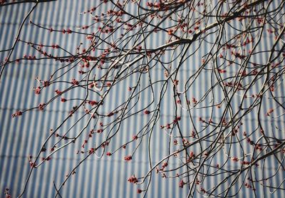 Low angle view of tree against sky