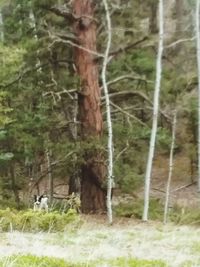 Close-up of horse in forest