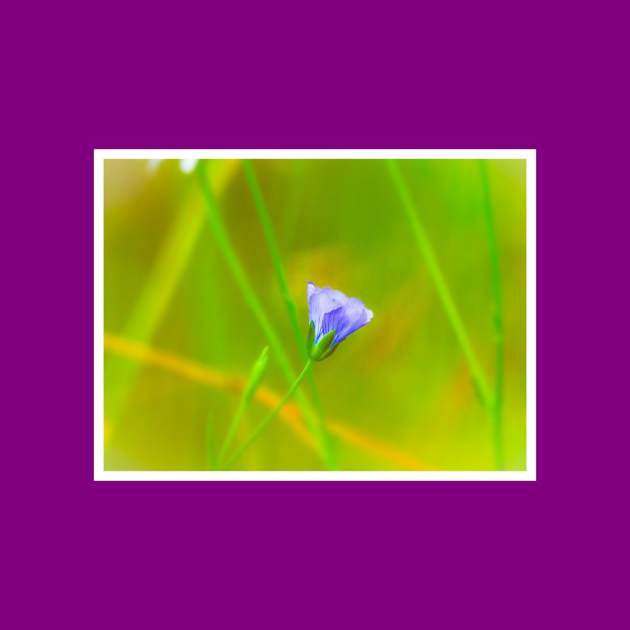 DIGITAL COMPOSITE IMAGE OF PURPLE FLOWER AND GREEN LEAF