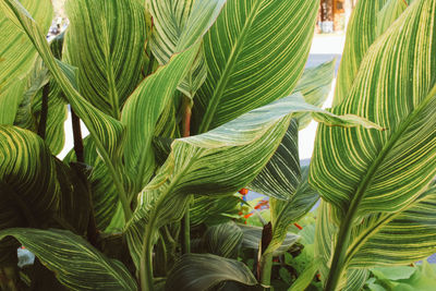 Close-up of palm leaf