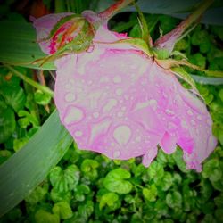 Close-up of pink flowers