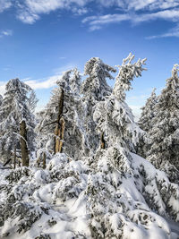 Low angle view of snow covered trees against sky