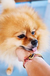 Close-up of a hand holding dog