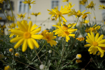 Close-up of yellow flowering plants