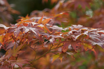 Close-up of maple leaves on tree