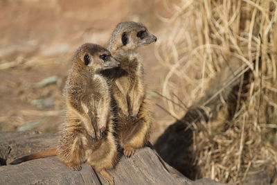 Close-up of meerkat