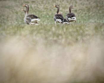 Graylag geese on grassy field