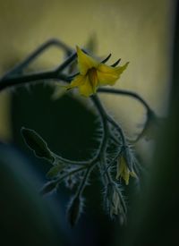 Close-up of yellow flowering plant