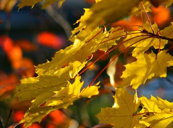 Close-up of yellow maple leaves