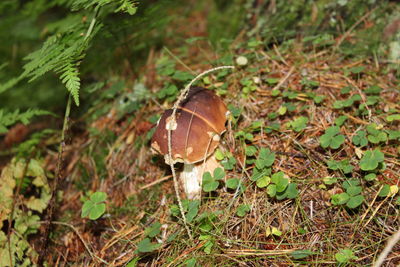 Close-up of mushroom on field