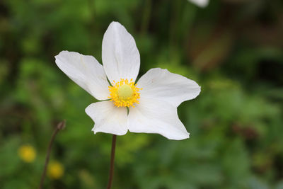 Close-up of white flower