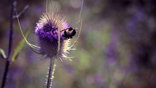 Close-up of honey bee on thistle