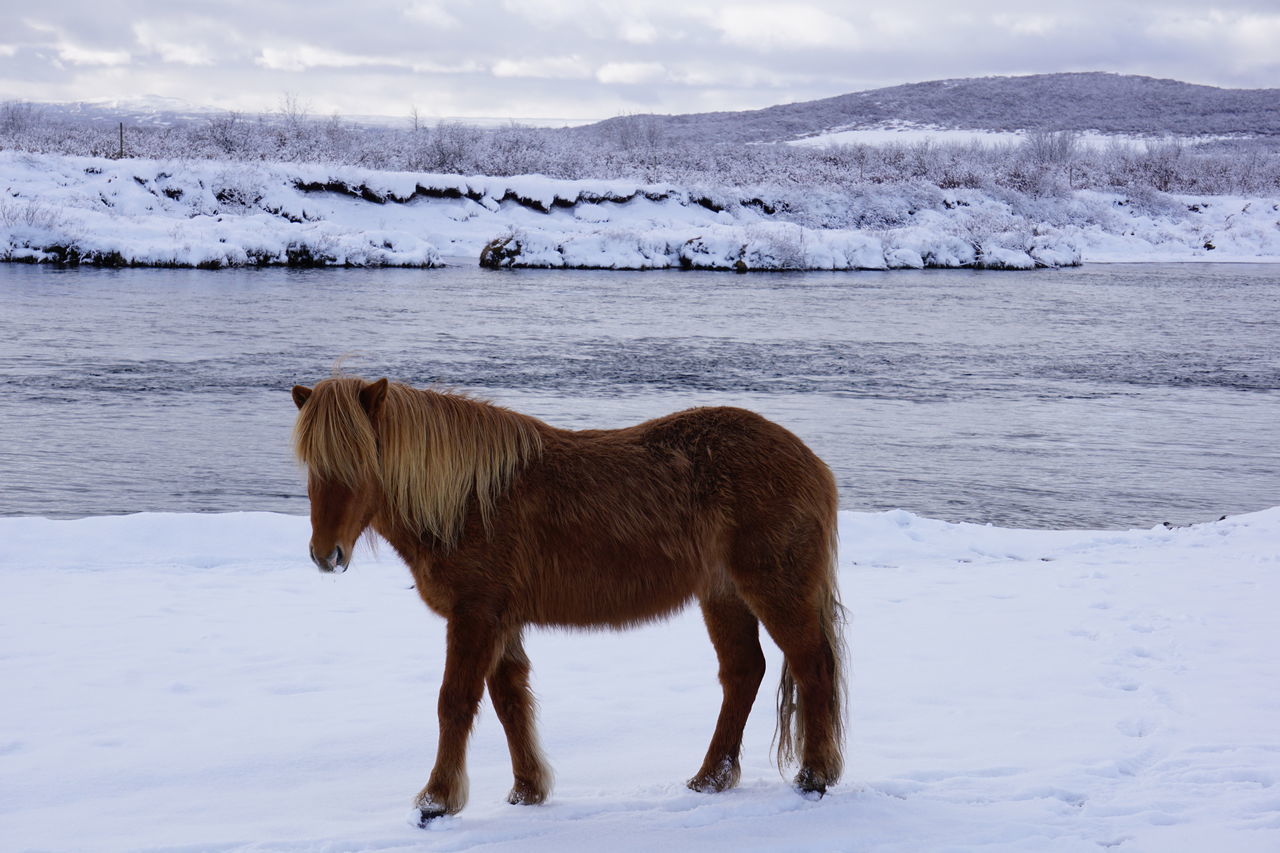 HORSE ON SNOW COVERED LAND
