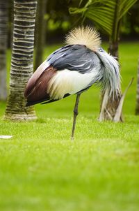 Close-up of bird on grass