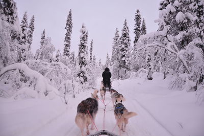 Rear view of man with dogs riding on snow against sky