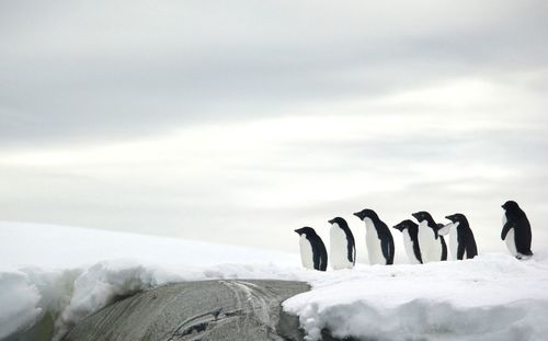 Bunch of adelie penguins looking into the horizon 