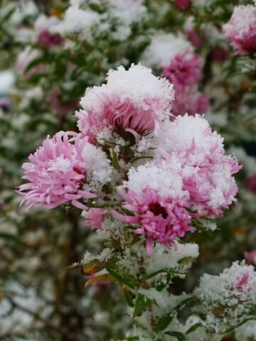 flower, freshness, growth, fragility, pink color, beauty in nature, petal, close-up, nature, focus on foreground, flower head, blooming, plant, in bloom, selective focus, day, outdoors, park - man made space, blossom, pink