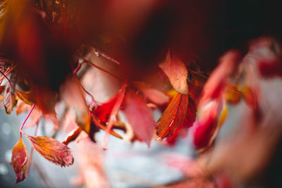 Close-up of red maple leaves