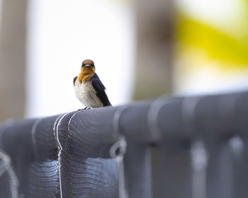 Portrait of a pacific swallow