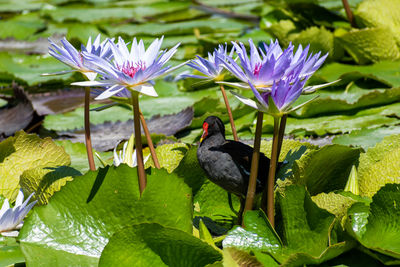View of purple flowers on leaves