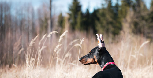 Dog looking away on field