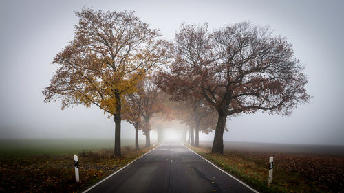 Trees by road against sky during autumn