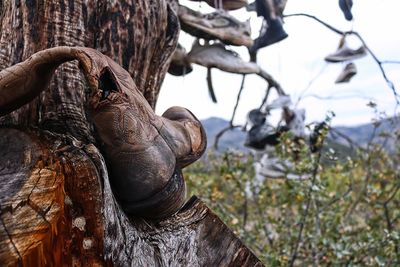 Close-up of man against trees