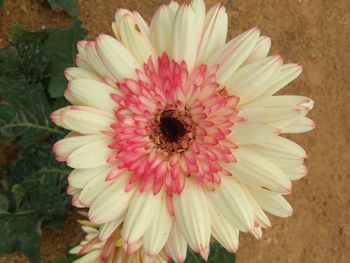 Close-up of insect on pink flower