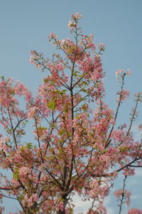 Low angle view of magnolia blossoms against clear sky